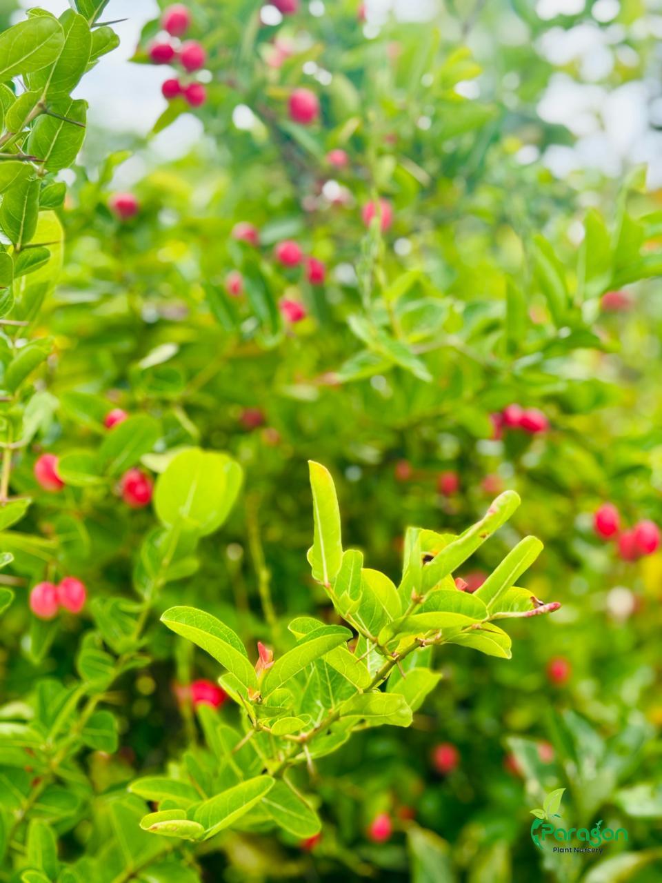 Fruit Plants 1