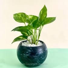 Indoor Plants 1