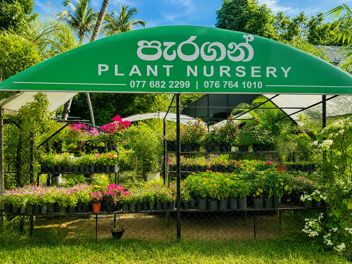 Paragon Plant Nursery Airport Road Branch Anuradhapura